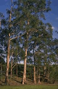 4Y2Eucalyptus-Tree1.gif