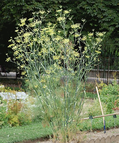 Fennel-Plant.gif