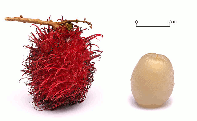 Rambutan-fruit.gif