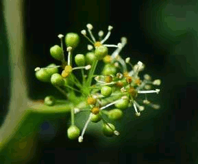 uva flor