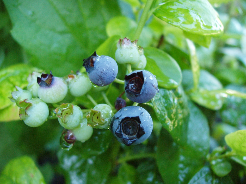Maturing_blueberry.jpg