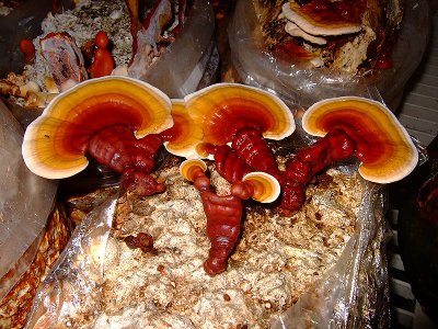 Reishi-mushroom-22.jpg